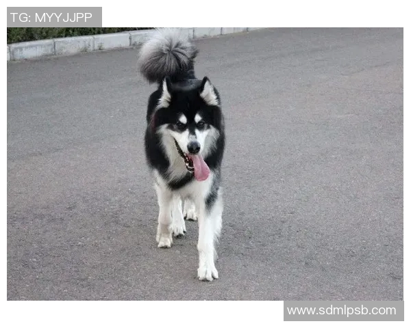 南墨尔本与阿拉门激战正酣谁能在这场对决中笑到最后